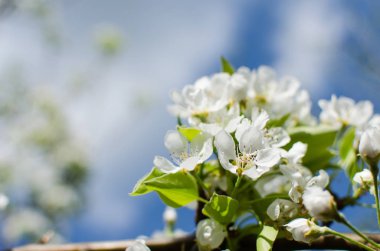 Bahar mevsiminde serpilen kiraz çiçekleri.