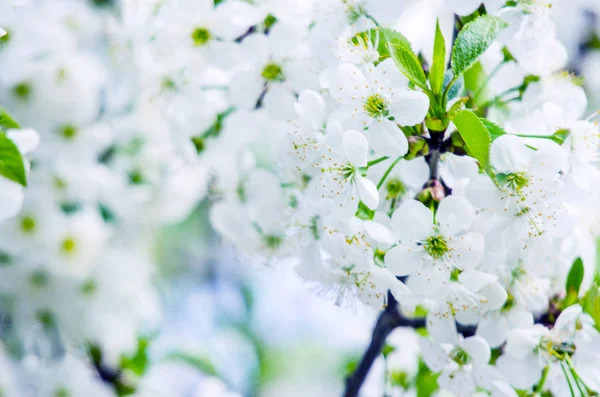 Piękny delikatny kwiat wiśni w ciepłej wiosennej pogodzie dla backgr — Zdjęcie stockowe