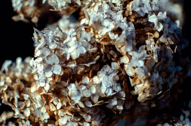 Yaz buketi için sevimli ve güzel ortanca çiçekleri