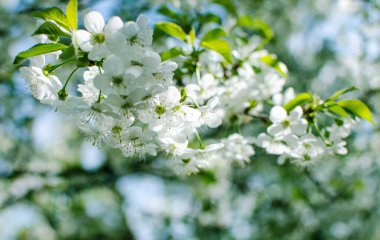 Arka plan ve güzel aşılama için ılık bahar havasında güzel narin kiraz çiçekleri.