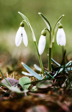 Küçük ilkbahar çiçekleri 8 Mart tatili için baharda açık havada çiçek açar.