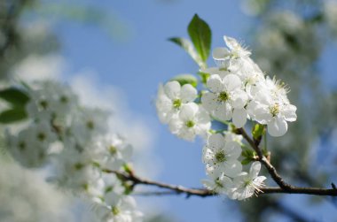 Arka plan ve güzel aşılama için ılık bahar havasında güzel narin kiraz çiçekleri.