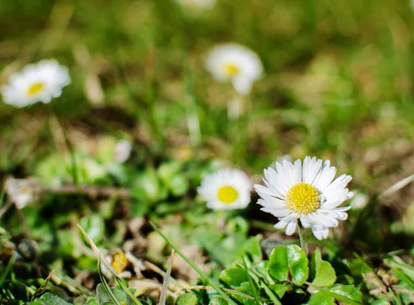 Beautiful Fresh Daisies Bloom Outdoors Field Summer Sunny Day — Stock Photo, Image