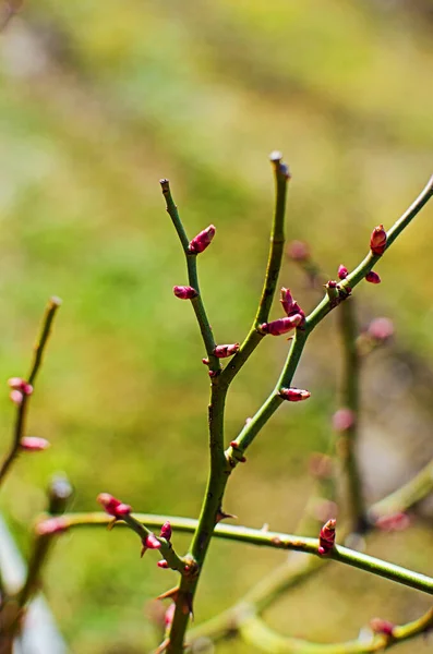 Hermosas Rosas Frescas Crecen Aire Libre Verano Para Ramo — Foto de Stock