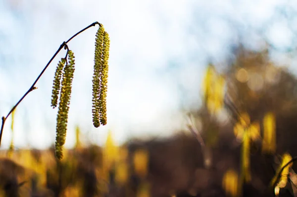 Floraciones Suaves Agradables Primavera Del Avellano Primavera Aire Libre Día —  Fotos de Stock