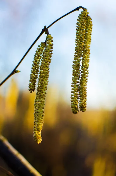 Sanfte Und Angenehme Frühlingsblüten Der Hasel Hasel Frühling Freien Einem — Stockfoto