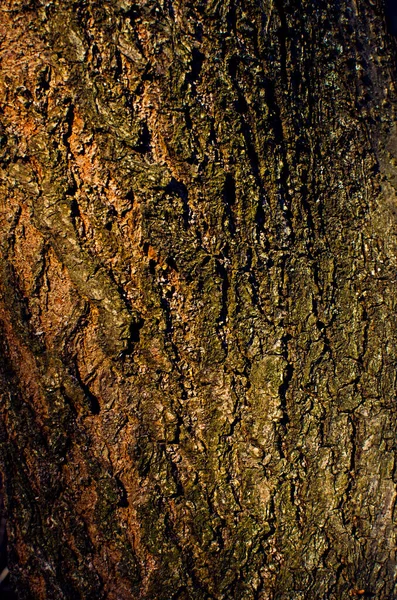 Tree Bark Texture Background Wallpaper Beauty — Stockfoto