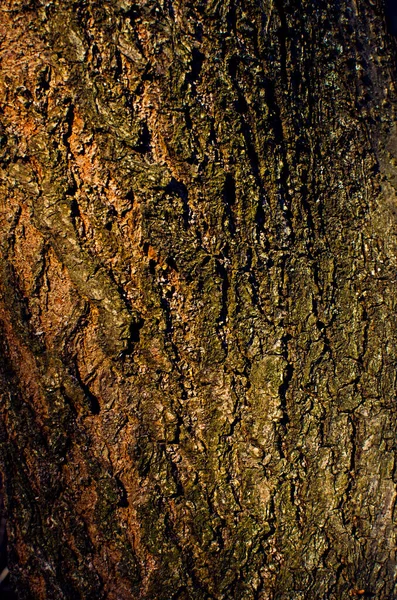 Texture Écorce Arbre Pour Fond Papier Peint Pour Beauté — Photo