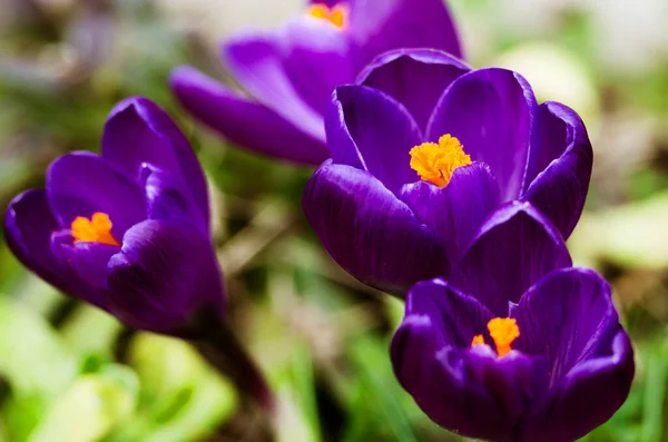 Little First Spring Flowers Open Air Crocuses Bloom Sunny Day — Stock Photo, Image