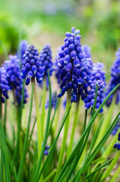 Malá Jarní Modrá Muscari Květiny Kvést Venku Slunečného Dne — Stock fotografie