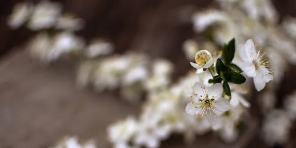 暖かい春の天候の中で美しい繊細な桜背景と美しい注入 — ストック写真