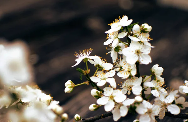 Preciosa Flor Cerezo Delicada Clima Cálido Primavera Para Fondo Hermosa — Foto de Stock