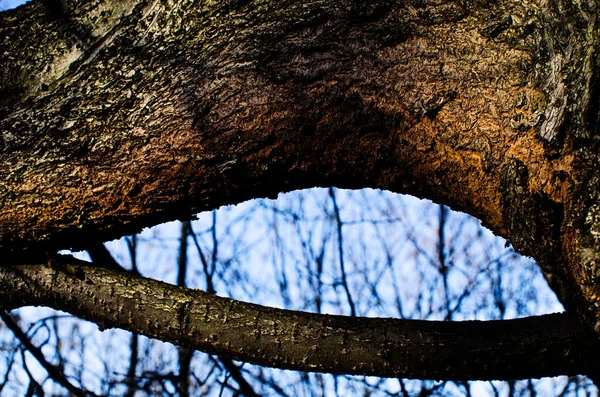 Dřevěné Pozadí Pro Vytvoření Koláže Blahopřání Pro Dovolenou Bez Nápisu — Stock fotografie