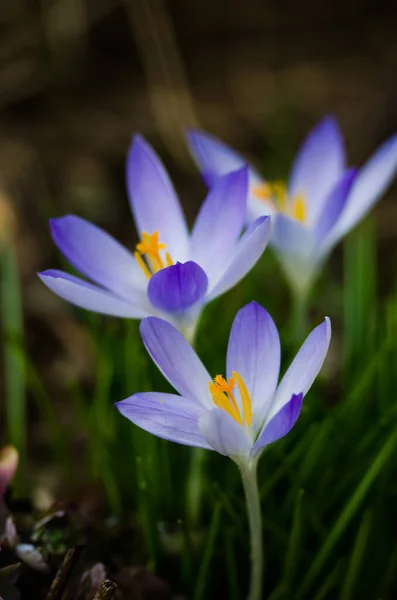 Little First Spring Flowers Open Air Crocuses Bloom Sunny Day — Stock Photo, Image