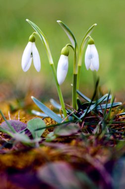Küçük ilkbahar çiçekleri 8 Mart tatili için baharda açık havada çiçek açar.