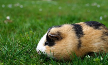 Güzel, güneşli bir bahar gününde çimlerin üzerinde otlayan kobay faresi.