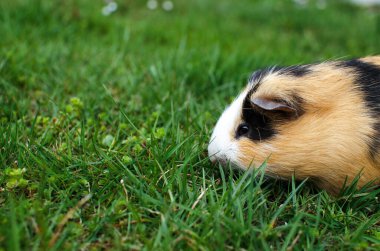 Güzel, güneşli bir bahar gününde çimlerin üzerinde otlayan kobay faresi.