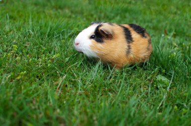 Güzel, güneşli bir bahar gününde çimlerin üzerinde otlayan kobay faresi.