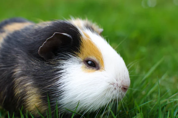 Pâturage Cobaye Sur Herbe Par Une Belle Journée Printemps Ensoleillée — Photo