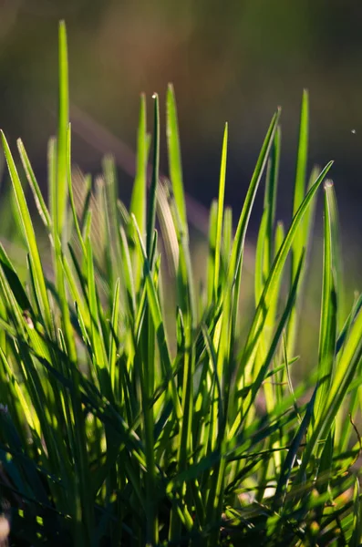 Fresh Juicy Green Grass Summer Background — Stock Photo, Image