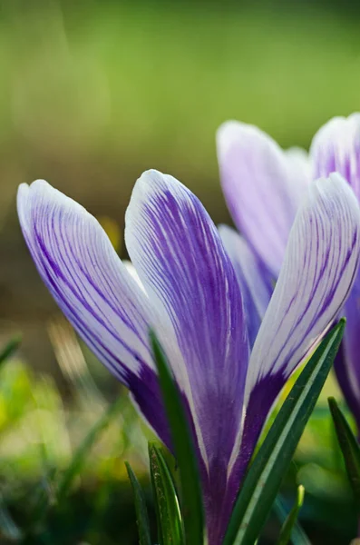 Little First Spring Flowers Open Air Crocuses Bloom Sunny Day — Stock Photo, Image