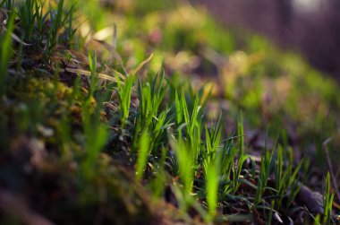 Kanepe yeşili çimenler çimenlik alanda çiğ ve sınırlı bir arka planda yetişir