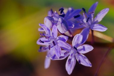 Küçük ilkbahar çiçekleri 8 Mart tatili için baharda açık havada çiçek açar.