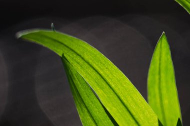 Açık bir arka bahçede yeşil yapraklar büyüten soyutlama