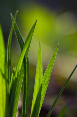 Kanepe yeşili çimenler çimenlik alanda çiğ ve sınırlı bir arka planda yetişir