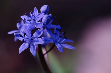 Küçük ilkbahar çiçekleri 8 Mart tatili için baharda açık havada çiçek açar.