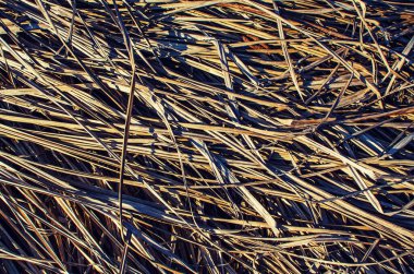 Yaz arkaplanı için taze sulu yeşil çimenler