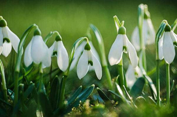 Маленькие весенние цветы из подснежников расцветают на открытом воздухе весной к празднику 8 марта