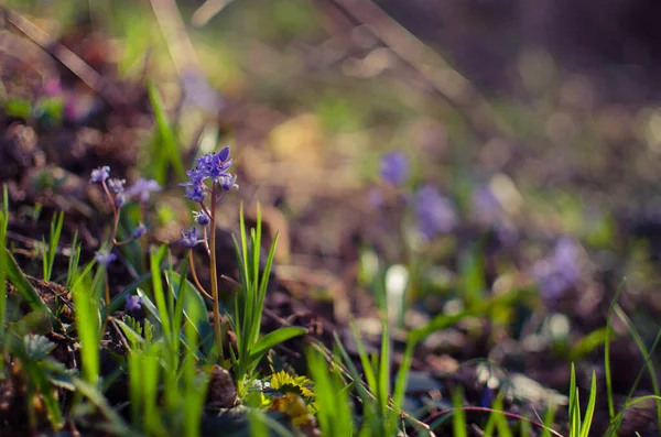 Pequenas Flores Primeira Primavera Gotas Neve Florescem Livre Primavera Para — Fotografia de Stock