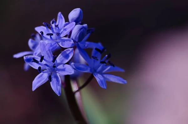 Kis Első Tavaszi Virágok Hóvirág Virágzik Szabadban Tavasszal Március Ünnep — Stock Fotó