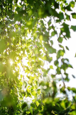 Açık bir arka bahçede yeşil yapraklar büyüten soyutlama