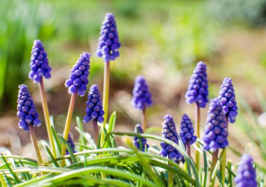 Küçük bahar mavisi Muscari çiçekleri güneşli bir günde açık havada açar.