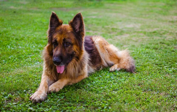 Neşeli Köpek Güneşli Bir Günde Yeşil Çimlerin Üzerinde Oynuyor — Stok fotoğraf