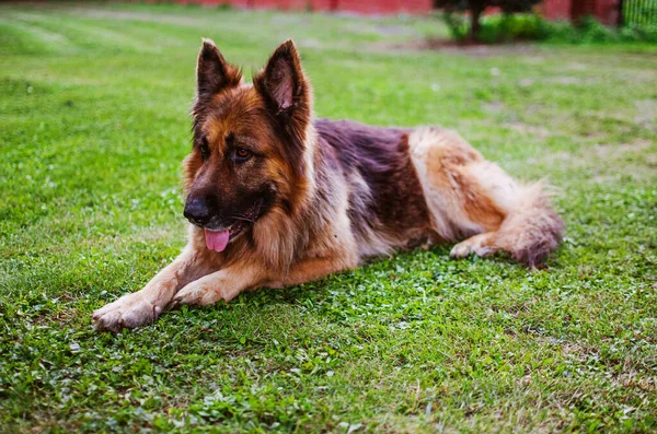 Wesoły Pies Bawiący Się Świeżym Powietrzu Zielonej Trawie Latem Słoneczny — Zdjęcie stockowe