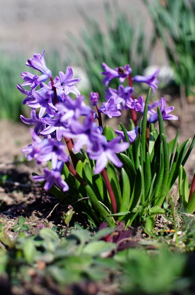 Maravillosas Flores Jacinto Florecen Aire Libre Primavera Día Soleado Limitado — Foto de Stock