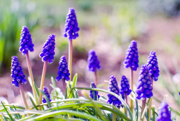 Lilla Våren Blå Muscari Blommor Blommar Utomhus Solig Dag — Stockfoto