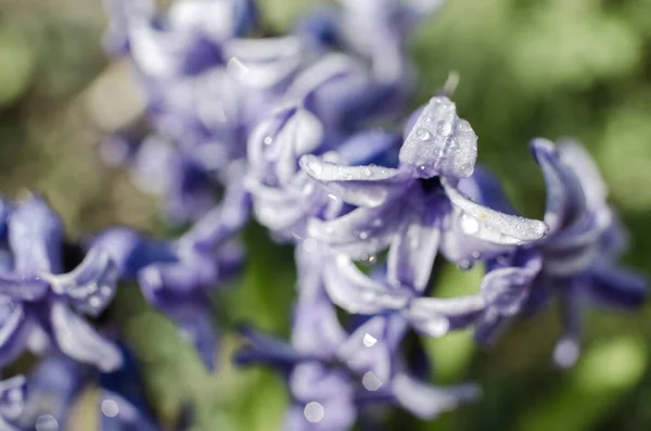 晴れた日には春には素晴らしいヒヤシンスの花が屋外で咲きます — ストック写真