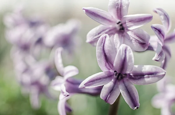 Maravilhosas Flores Jacinto Florescer Livre Primavera Dia Ensolarado Limitado — Fotografia de Stock