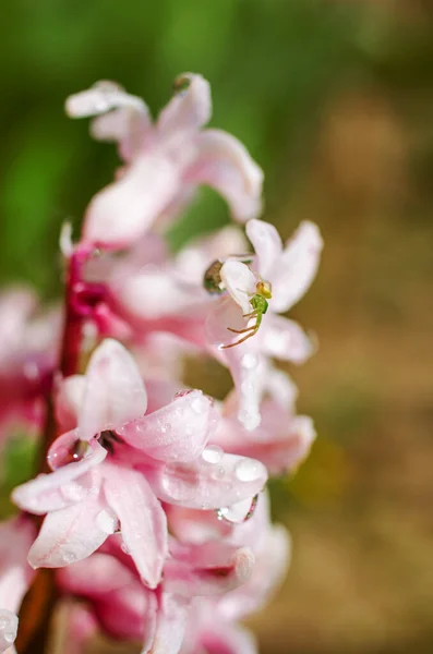 Gyönyörű Jácintvirágok Nyílnak Szabadban Tavasszal Egy Napsütéses Napon Korlátozott — Stock Fotó