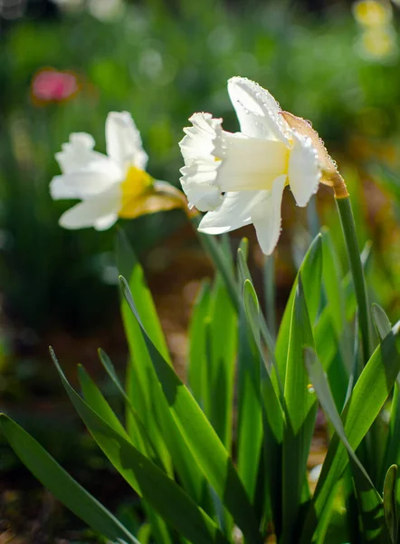 Prachtige Narcis Bloemen Bloeien Lente Buiten Voor Boeket Achtergrond — Stockfoto