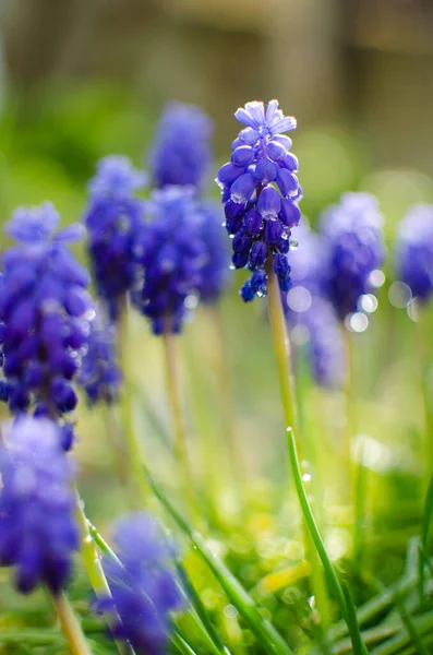 Lilla Våren Blå Muscari Blommor Blommar Utomhus Solig Dag — Stockfoto