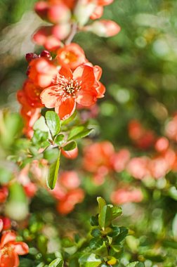 Henomeles - Japon ayva çiçekleri baharda bahçe süslemesi için açılır