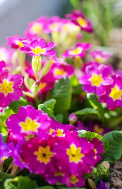 Küçük narin çiçekleri güneşli bir bahar gününde açar.