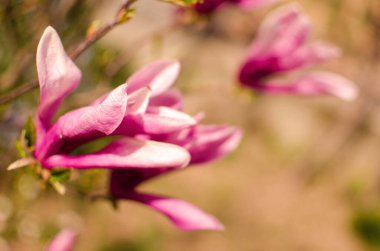 Muhteşem manolya çiçekleri bahar dekorasyonu için açık havada çiçek açar.
