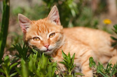 Komik küçük kedi evin yakınlarında yürüyor.