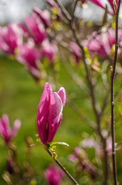 Muhteşem manolya çiçekleri bahar dekorasyonu için açık havada çiçek açar.